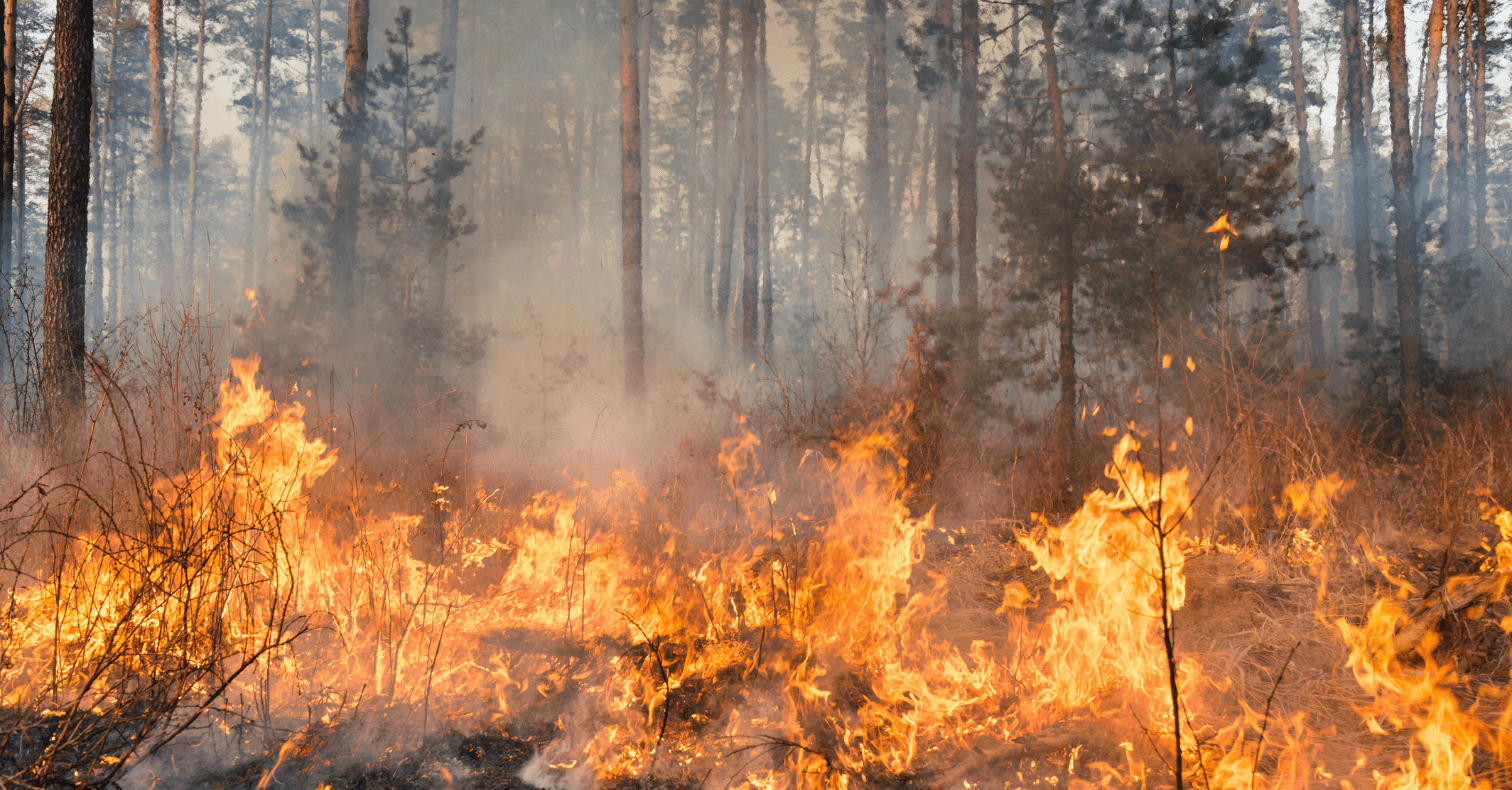 Incendios y renovables en España: hechos, leyes y contexto para desmontar un bulo