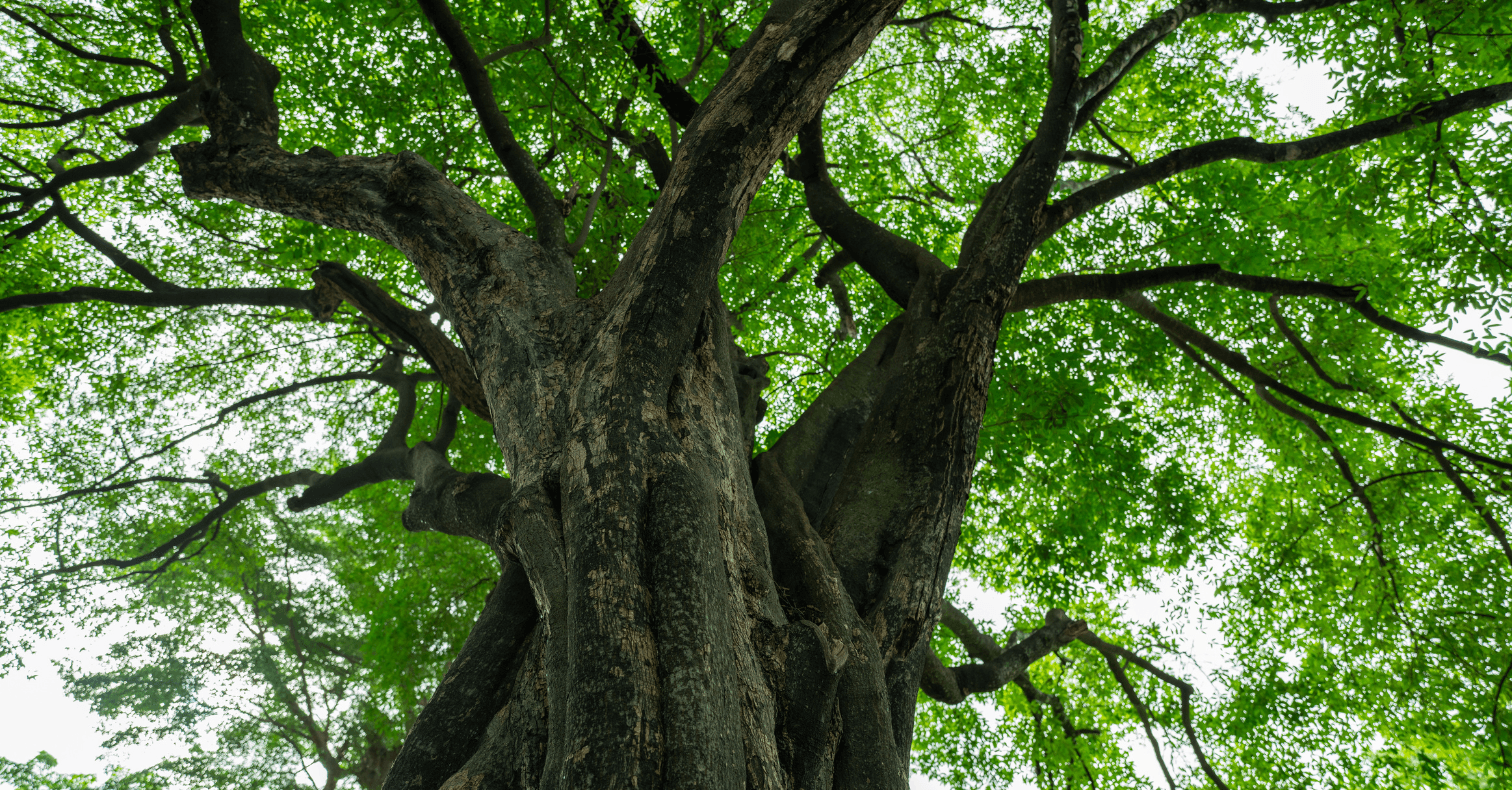 ¿Qué es una Unidad de Absorción (UA) y cómo se convierte en valor en el mercado del carbono? 