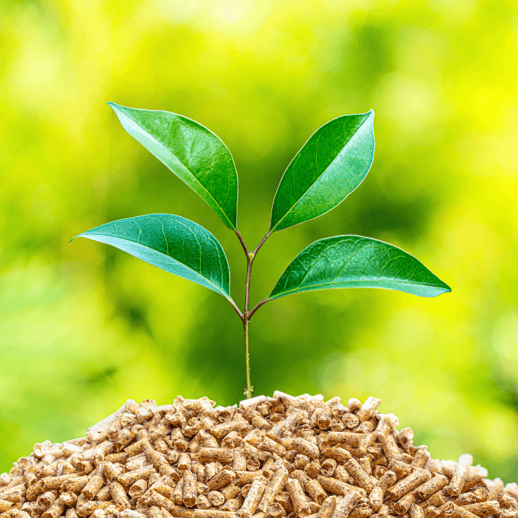 Biomasa: Qué es y cómo se aplica en la actualidad
