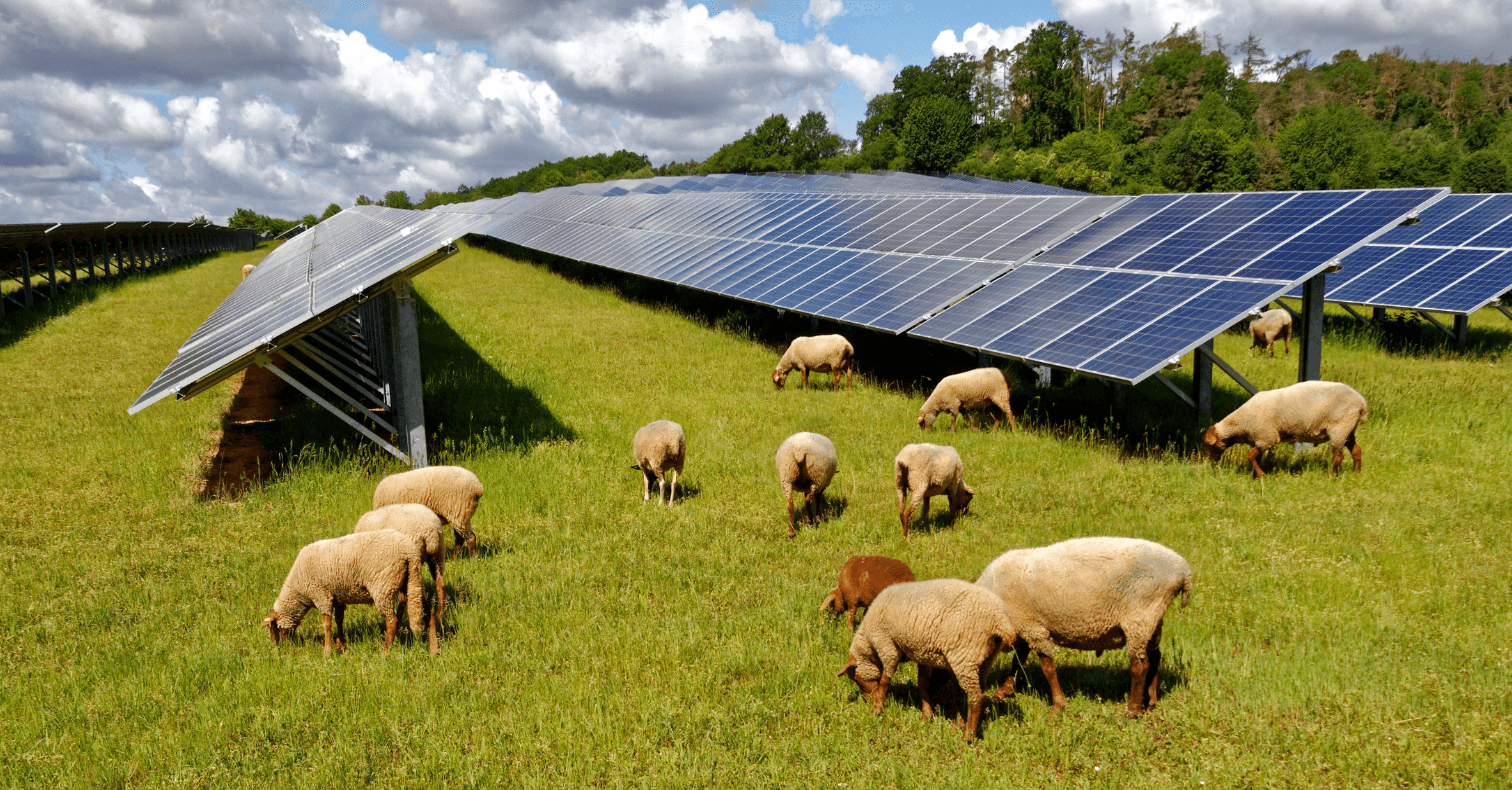 ¿Los parques solares destruyen la naturaleza de la zona? La respuesta corta es no